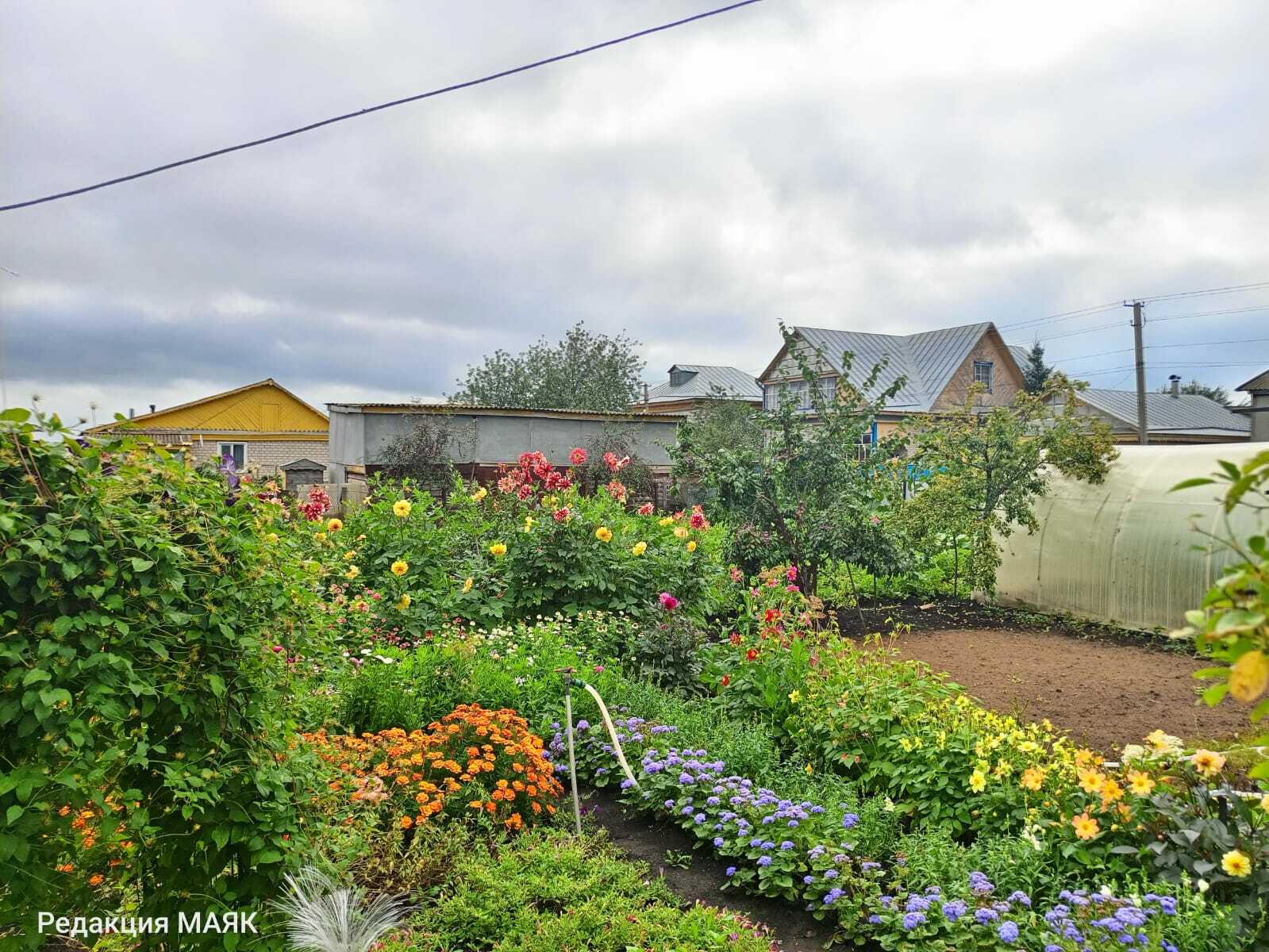 Виноград үстерүчедә кунакта