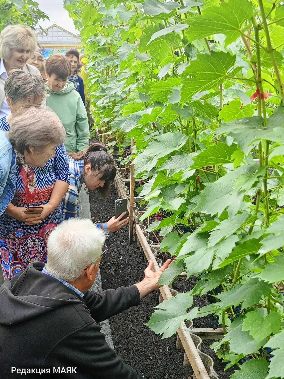 Виноград үстерүчедә кунакта