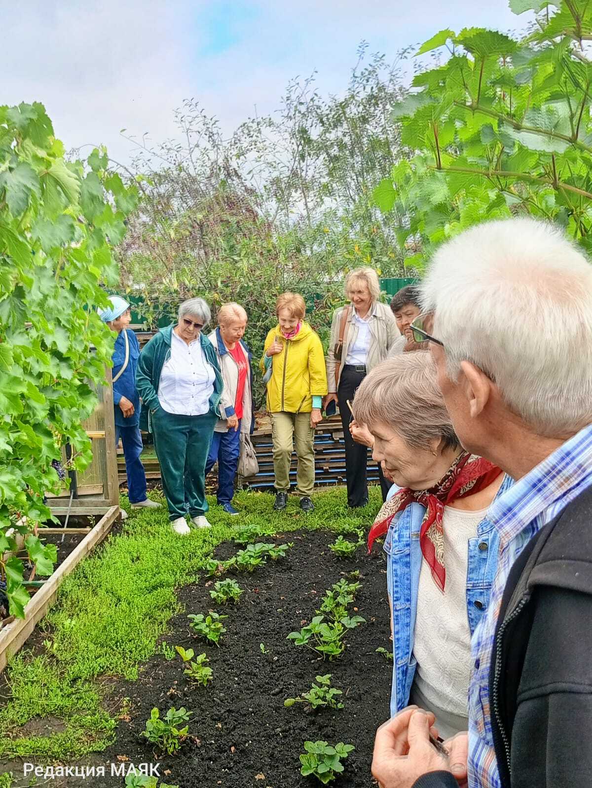 Виноград үстерүчедә кунакта
