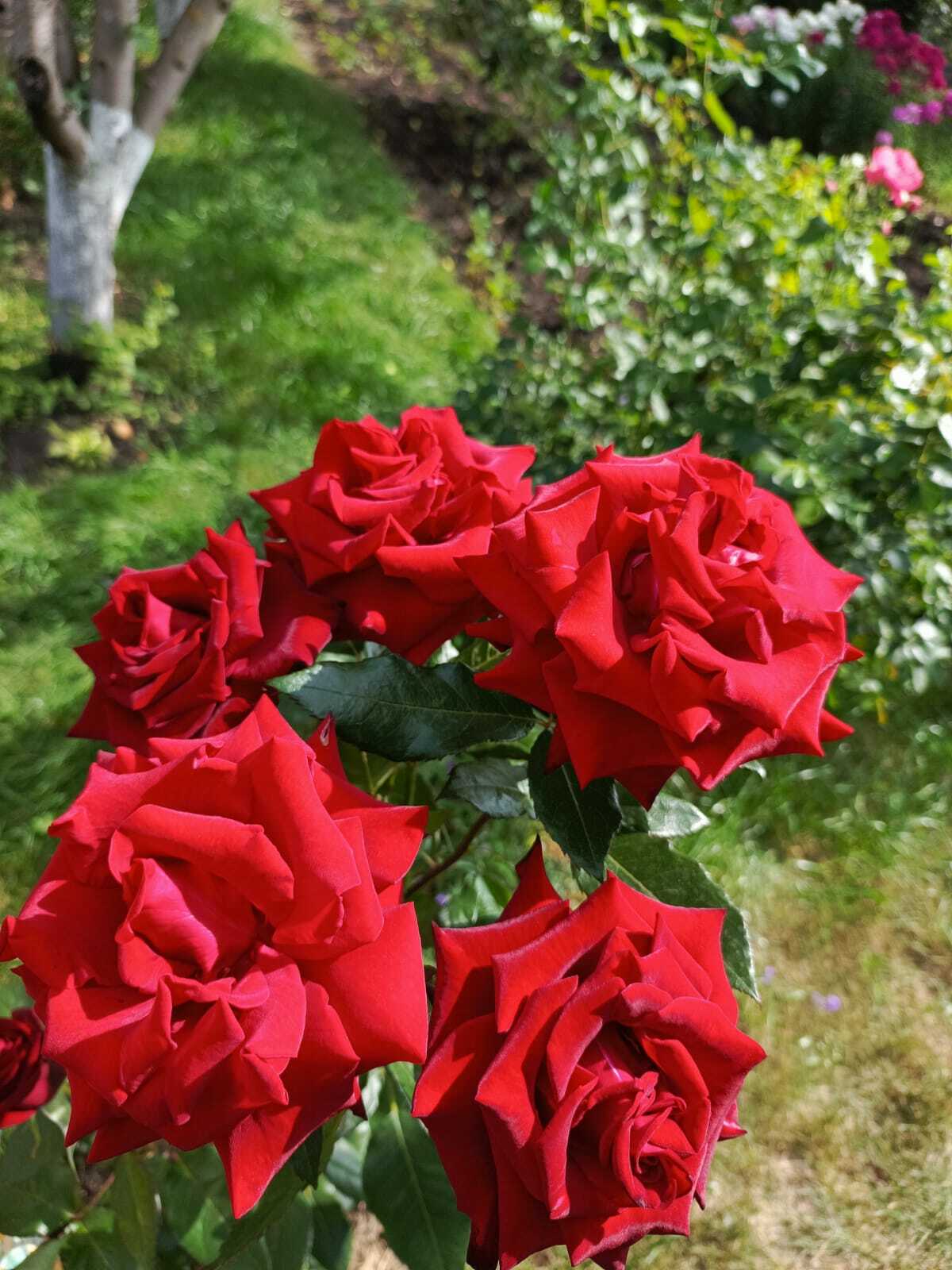 Авыл ямьле уңганнар белән