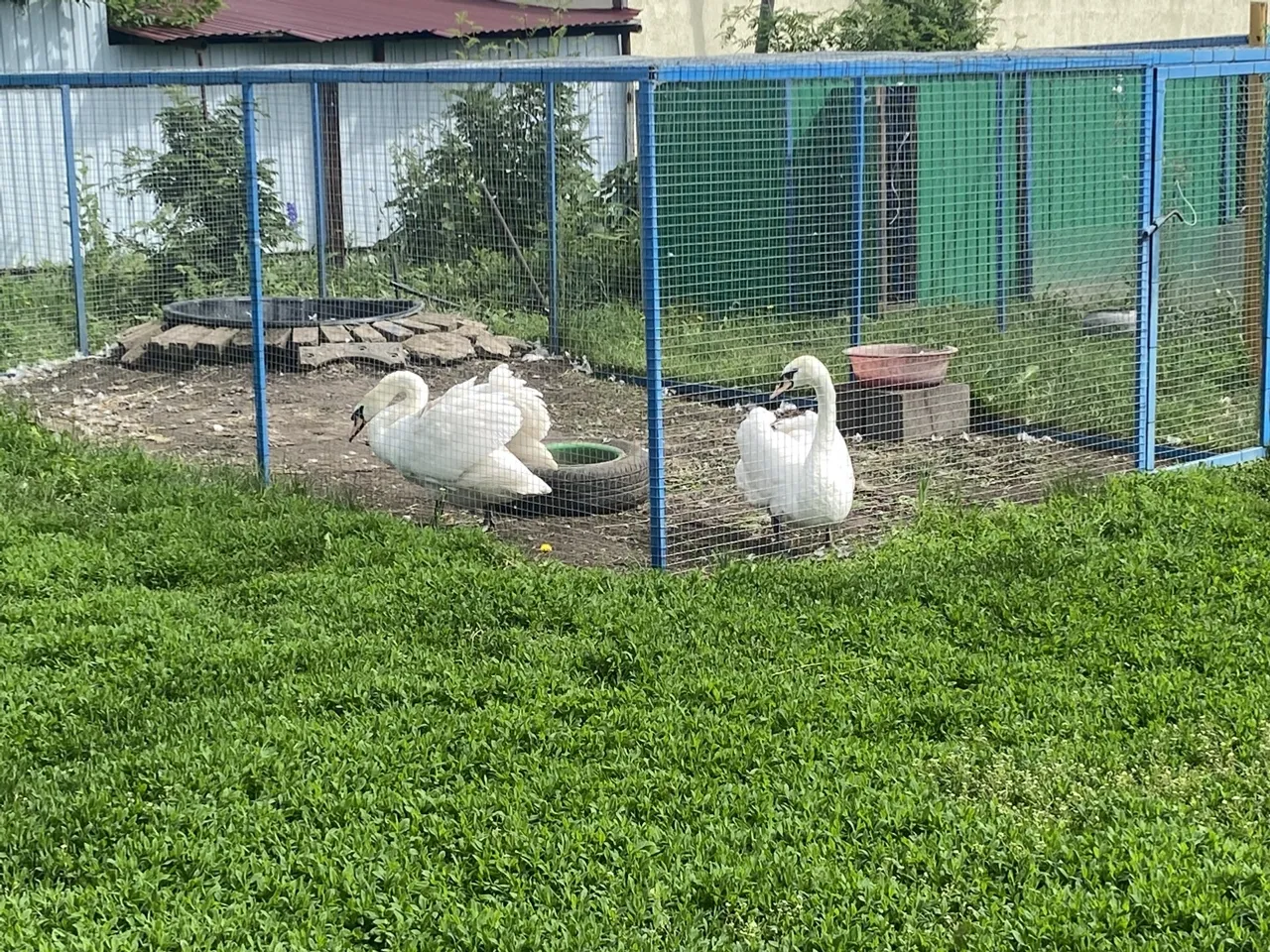 Тәвә кошы фермасында