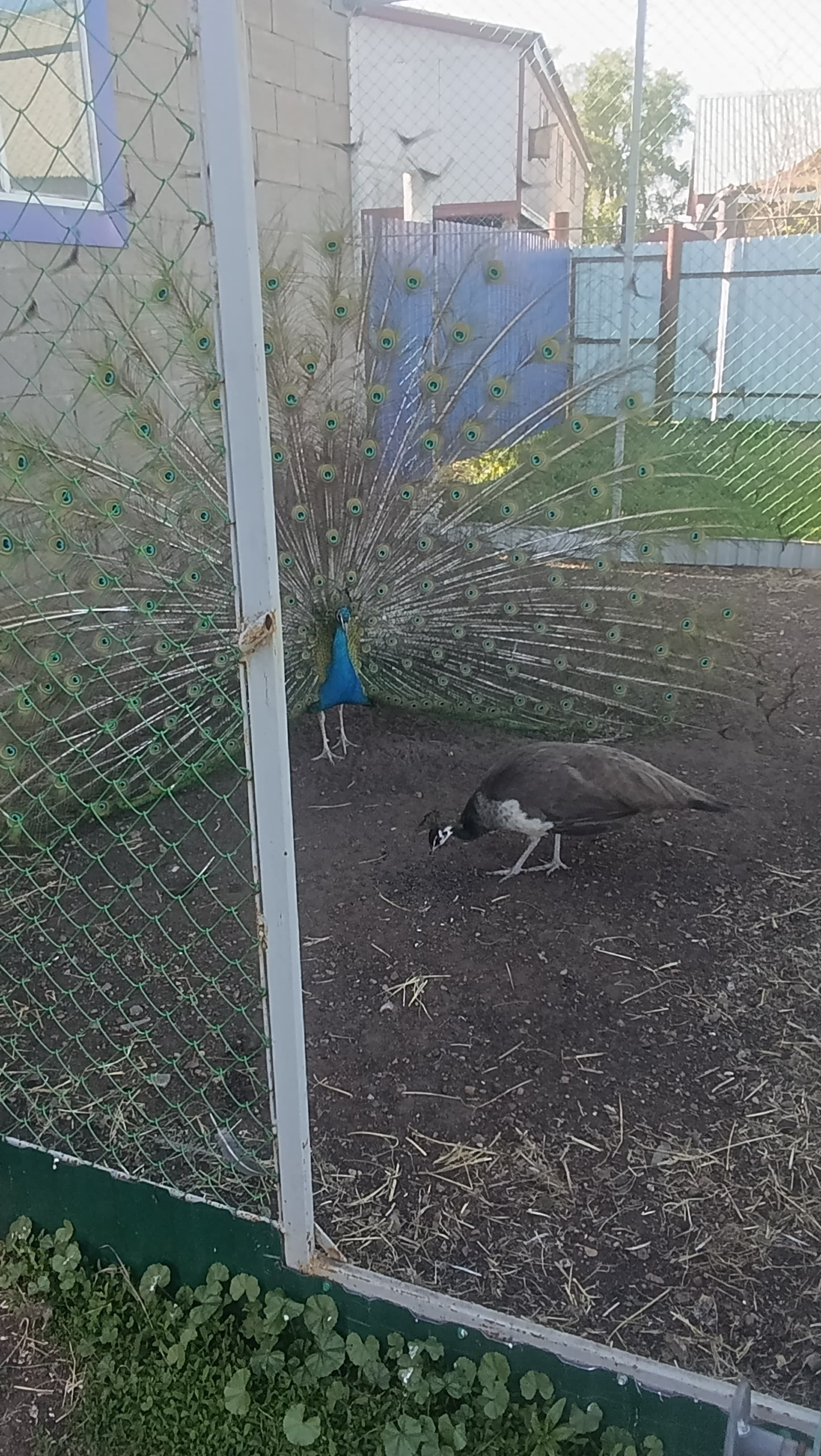 Авыл ямьле уңганнар белән