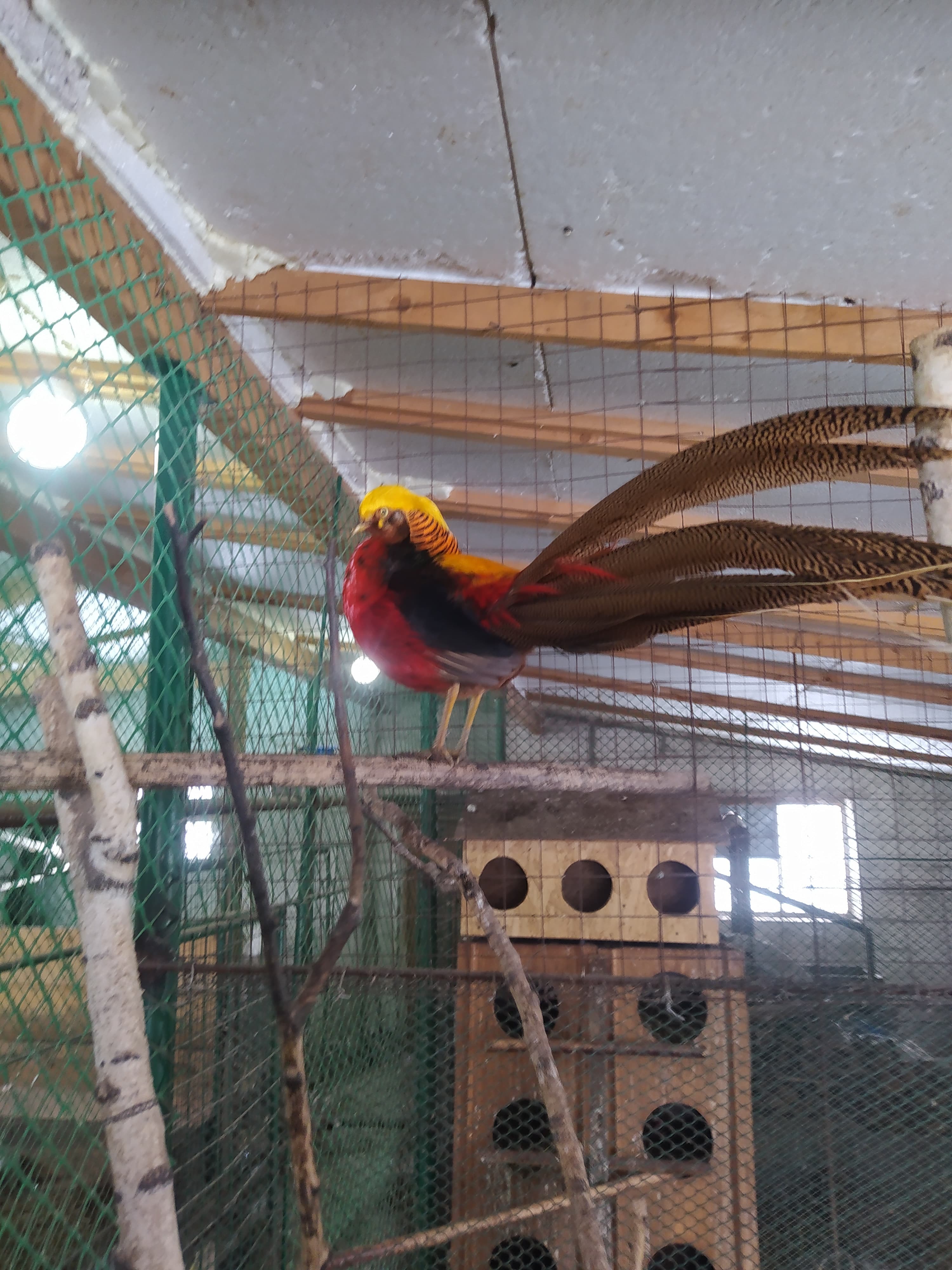 Авыл ямьле уңганнар белән