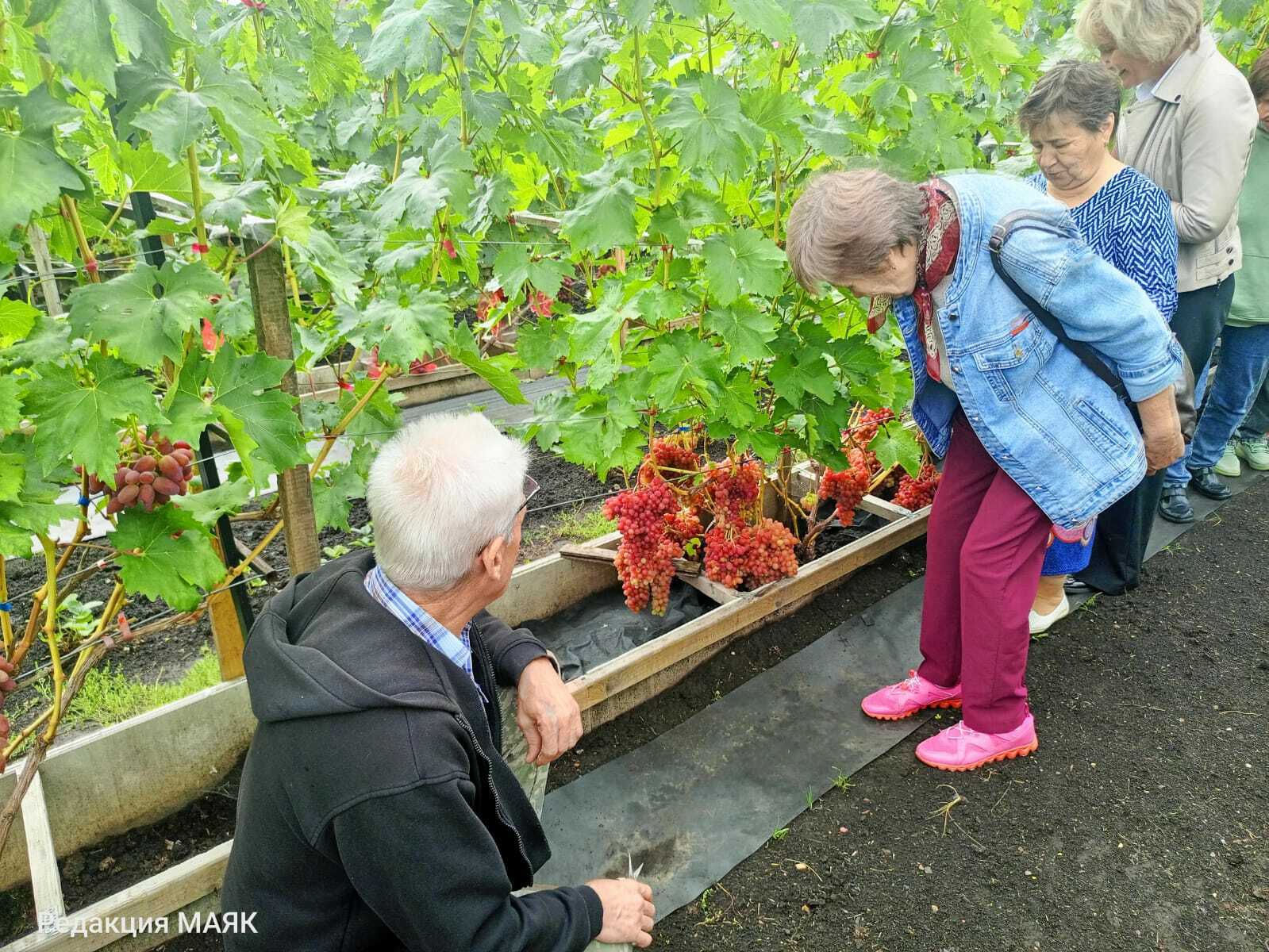 Виноград үстерүчедә кунакта