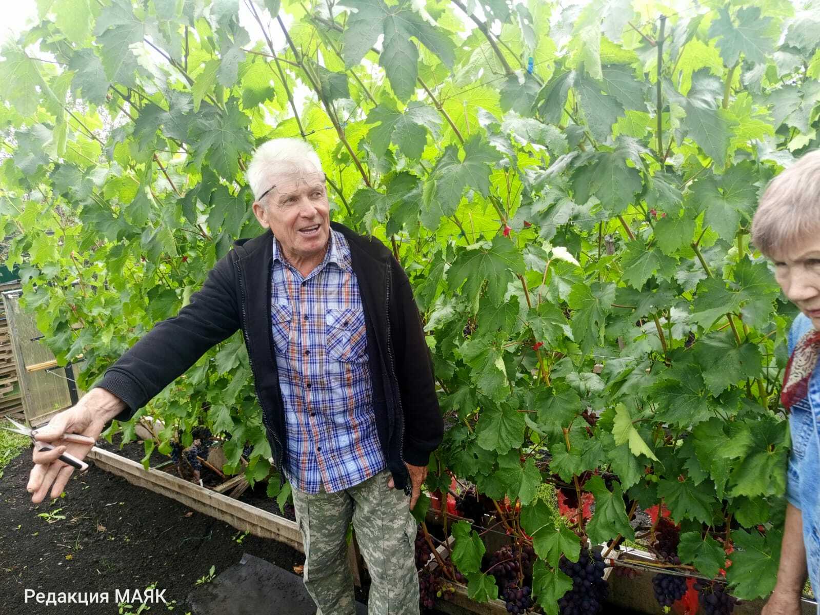 Виноград үстерүчедә кунакта