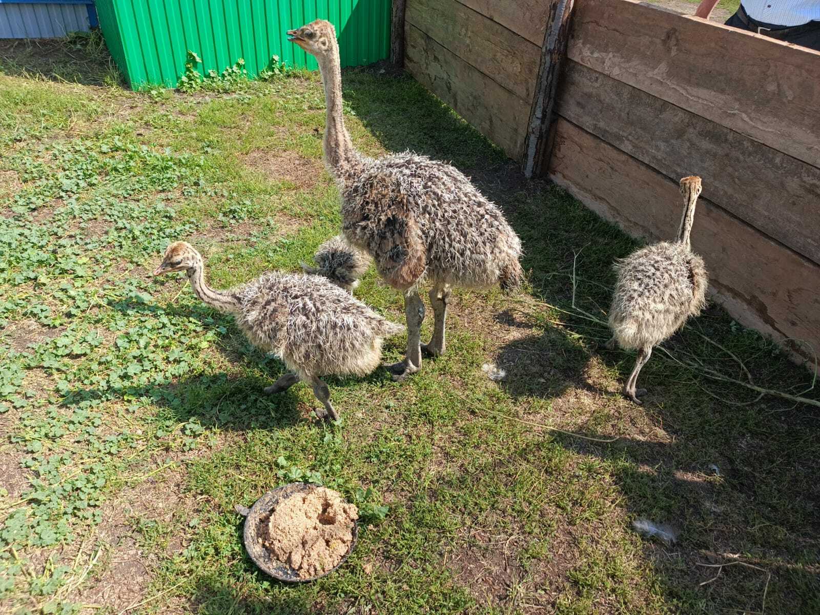 Авыл ямьле уңганнар белән