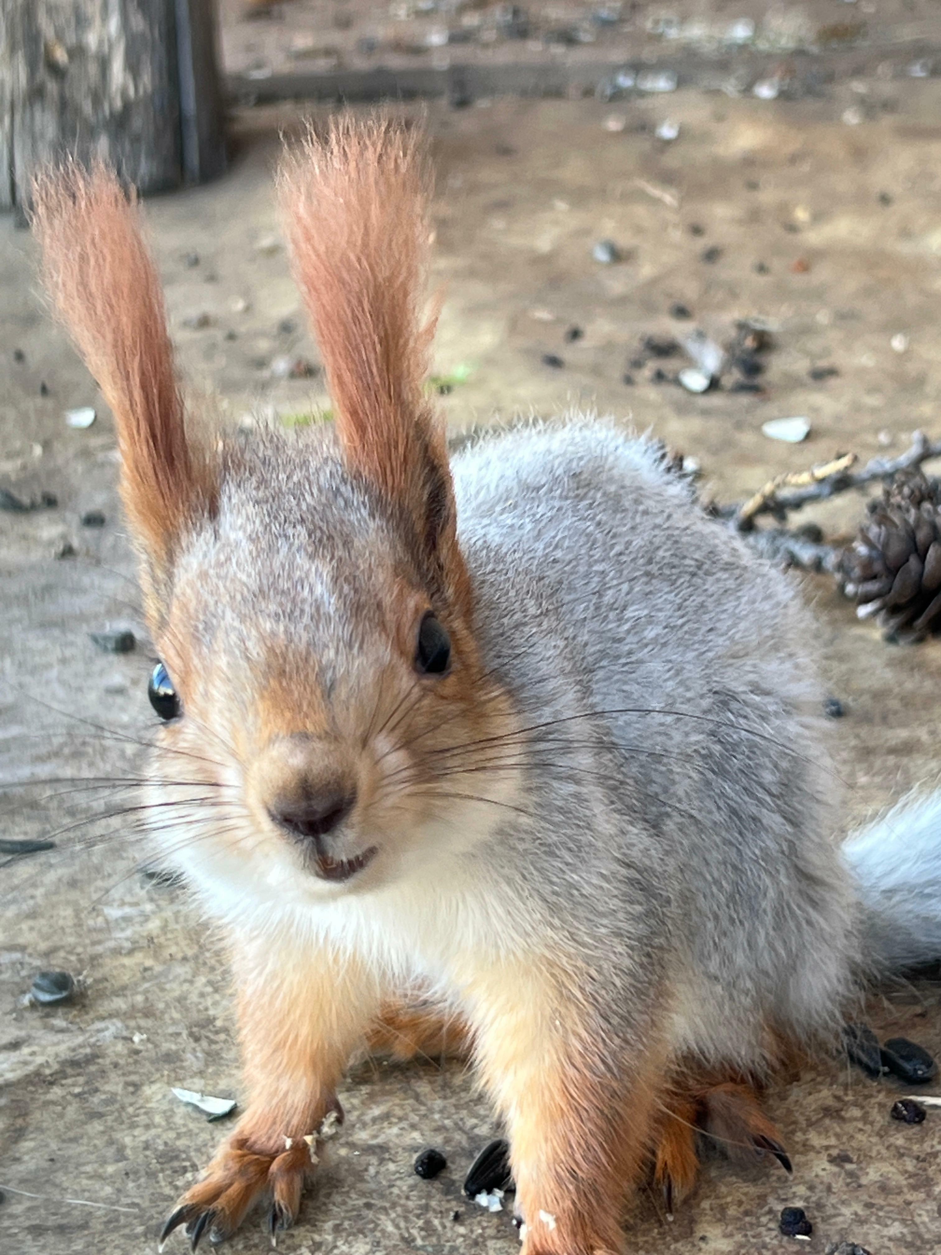 Авыл ямьле уңганнар белән