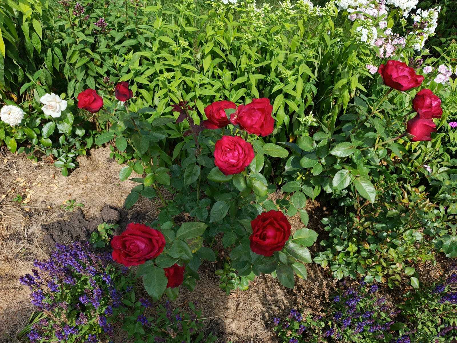 Авыл ямьле уңганнар белән