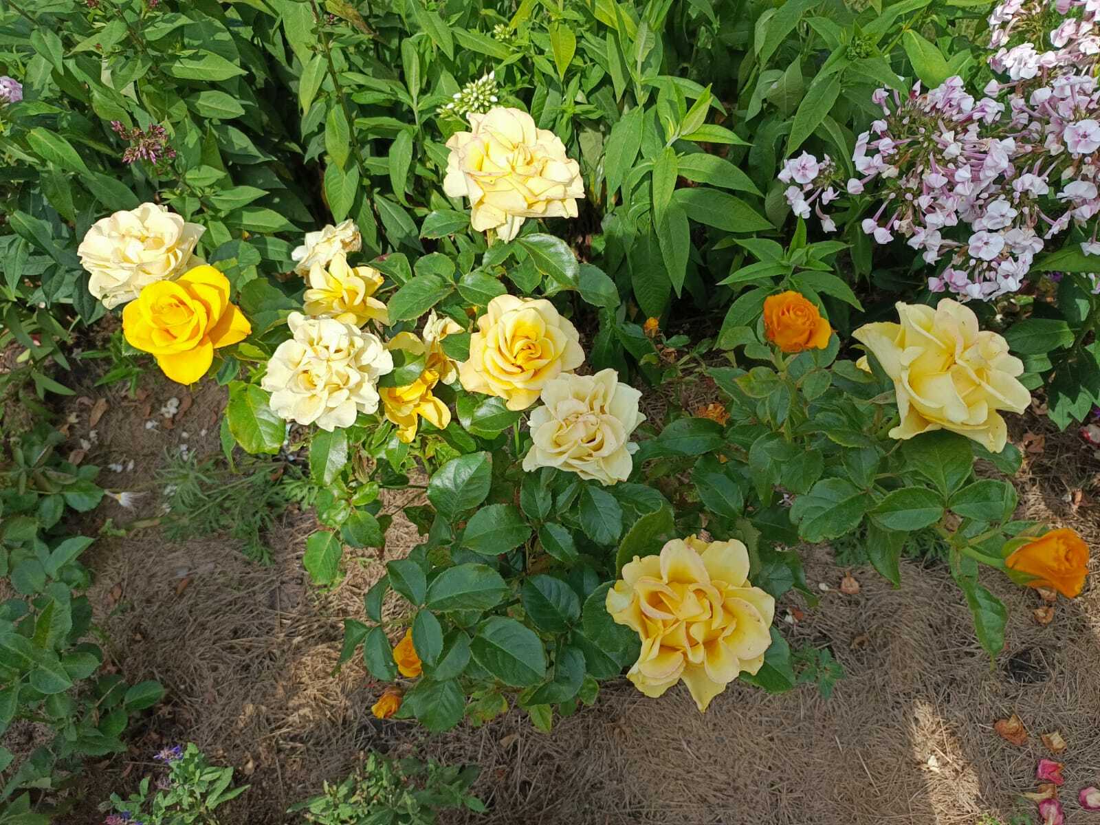 Авыл ямьле уңганнар белән