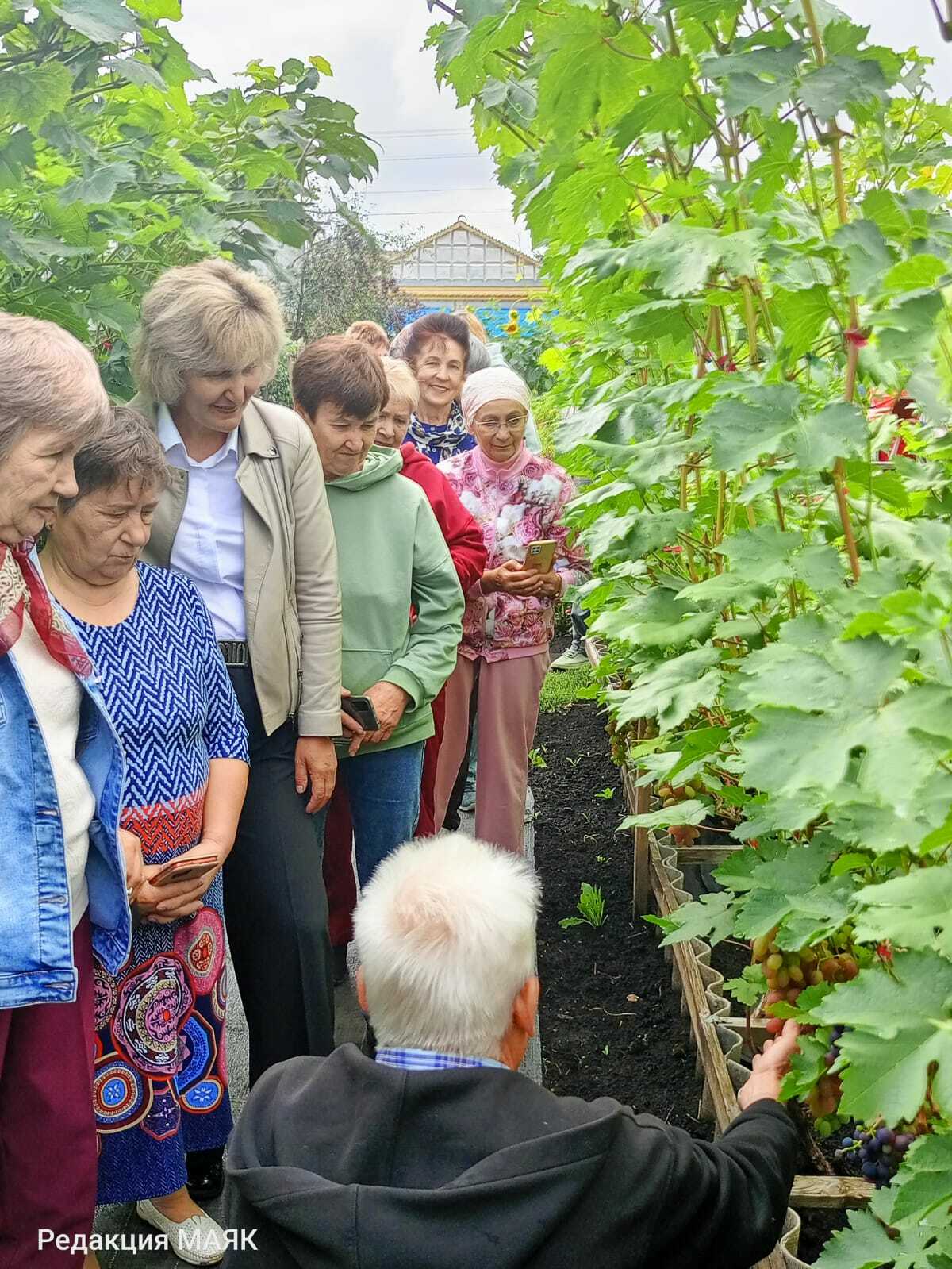 Виноград үстерүчедә кунакта